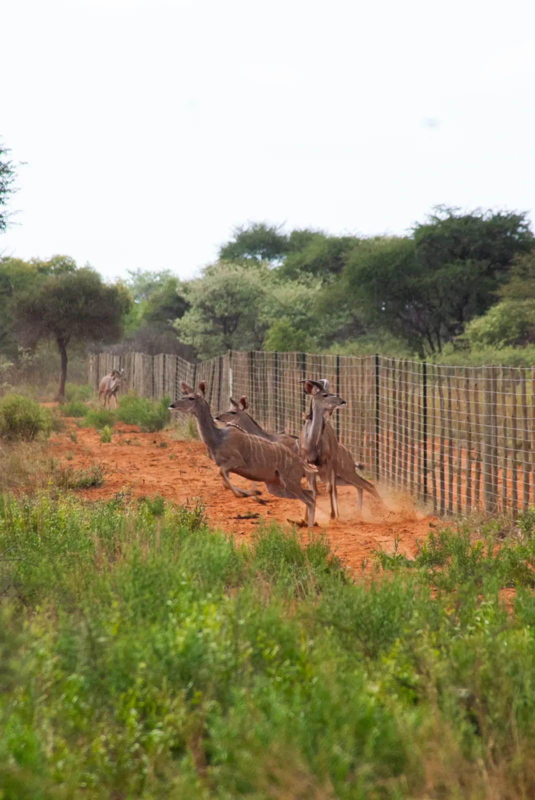 Impala leaping a fence