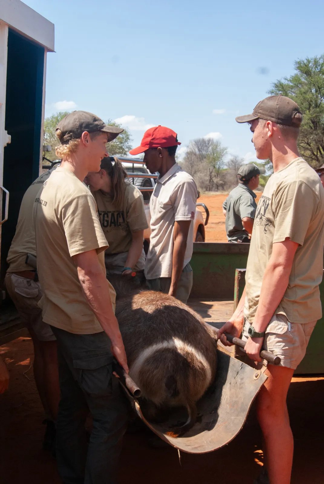 Team carrying a sedated animal