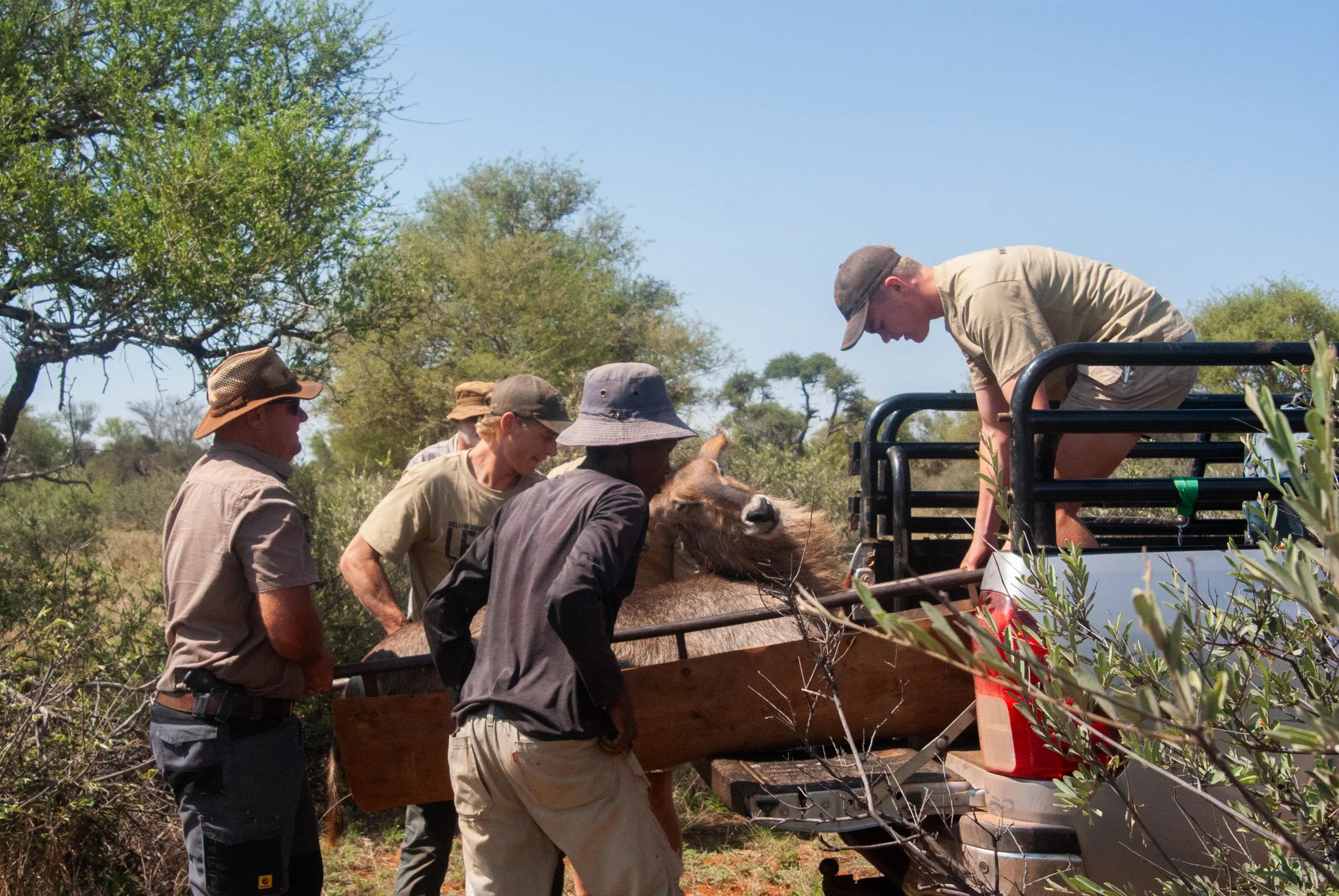 Team loading wildlife during a capture