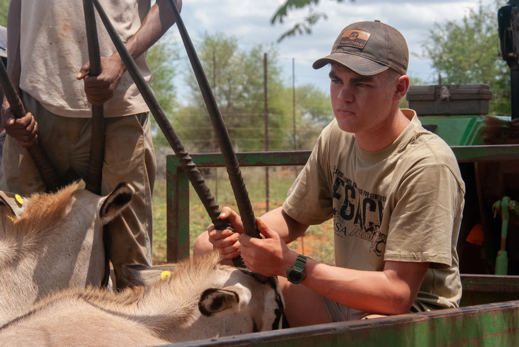 Student working with a sedated oryx