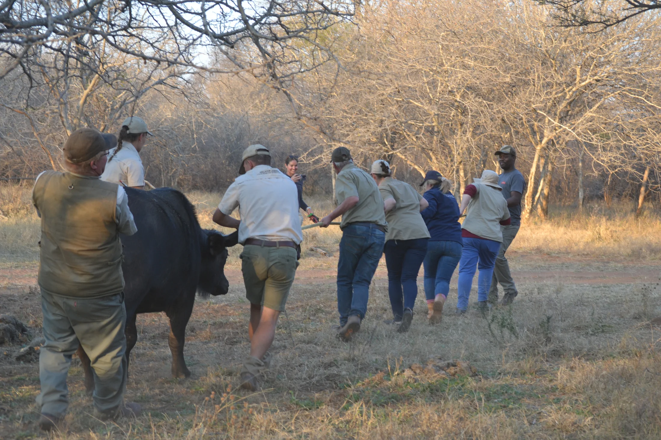 Team hauling a buffalo during a capture exercise