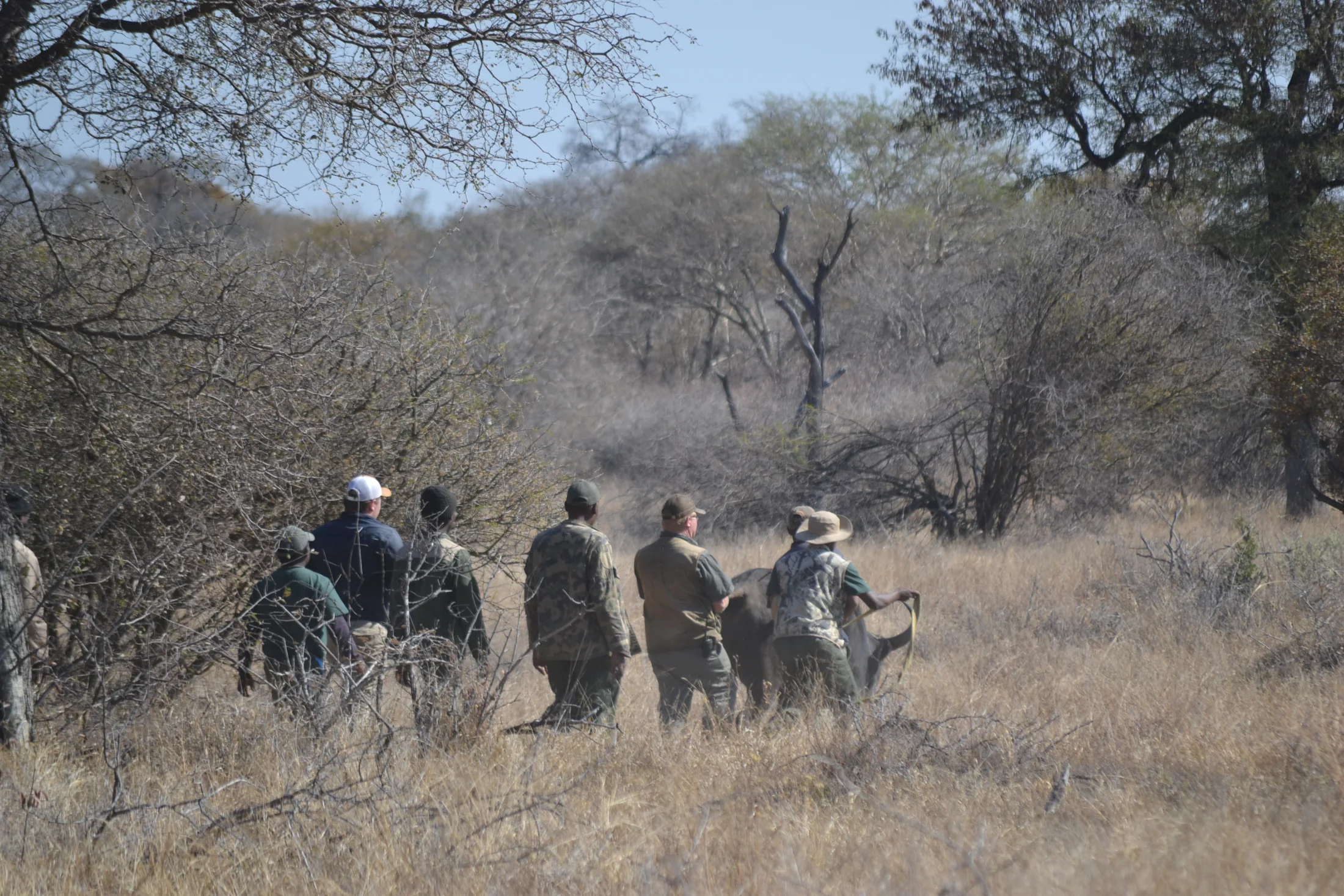 Walking large game through the bush with the team