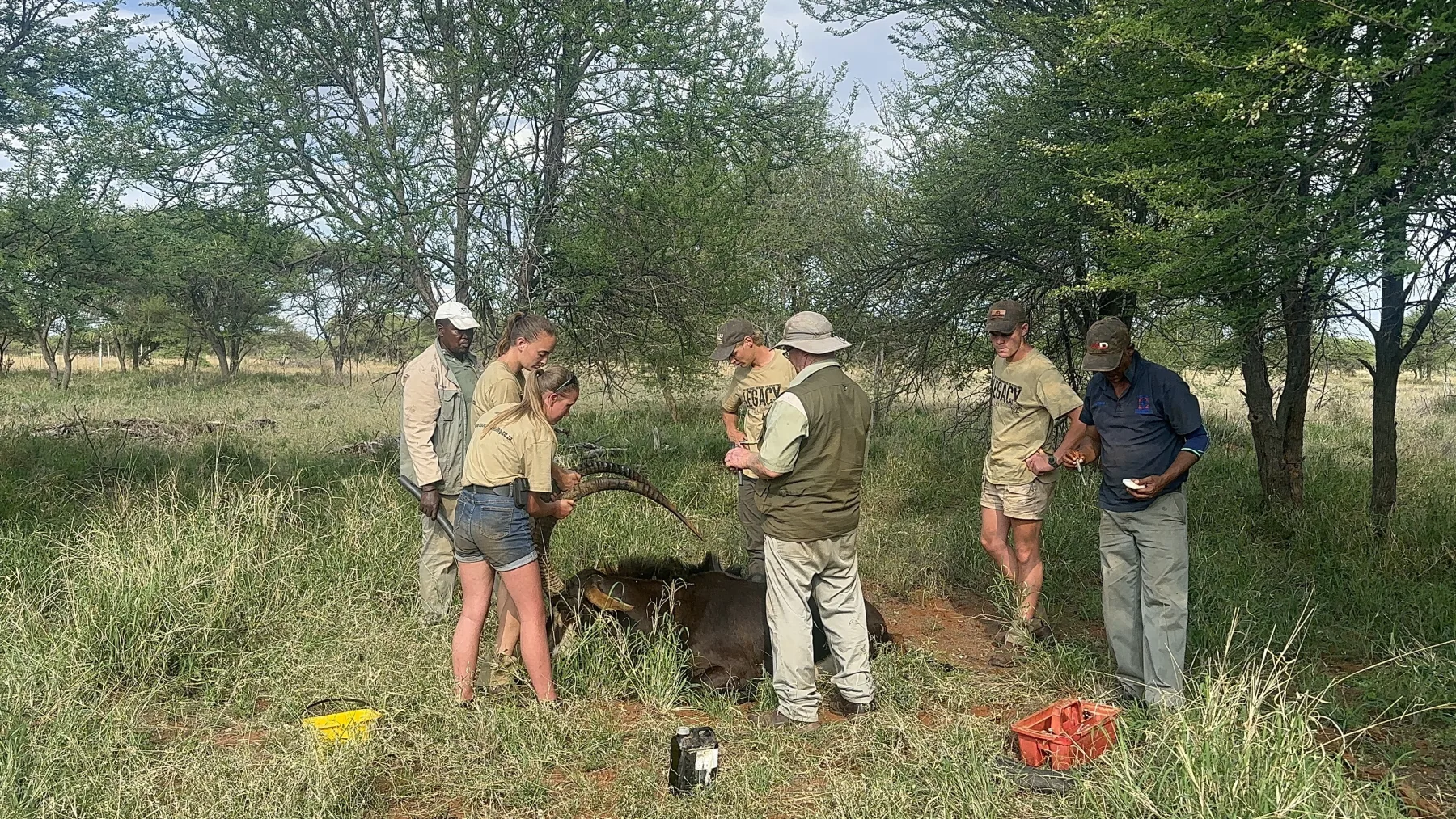 Hands-on sable work with mentors in the bush